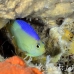 angelfish_pygmy_blueback_ust_h_0037_pal0341.jpg
